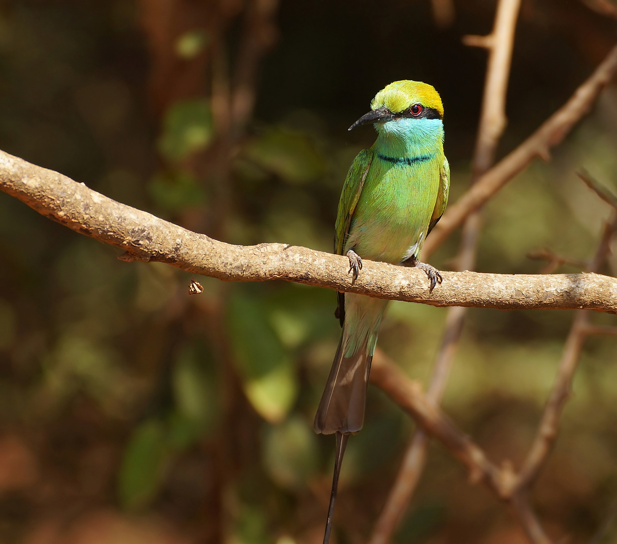 Little Green Bee-Eater (Merops Orientalis), Sri Lanka