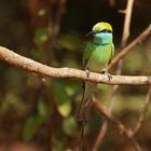 Little Green Bee-Eater (Merops Orientalis), Sri Lanka