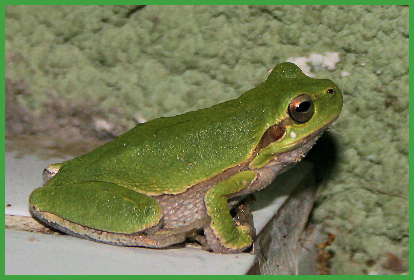 Little green frog...