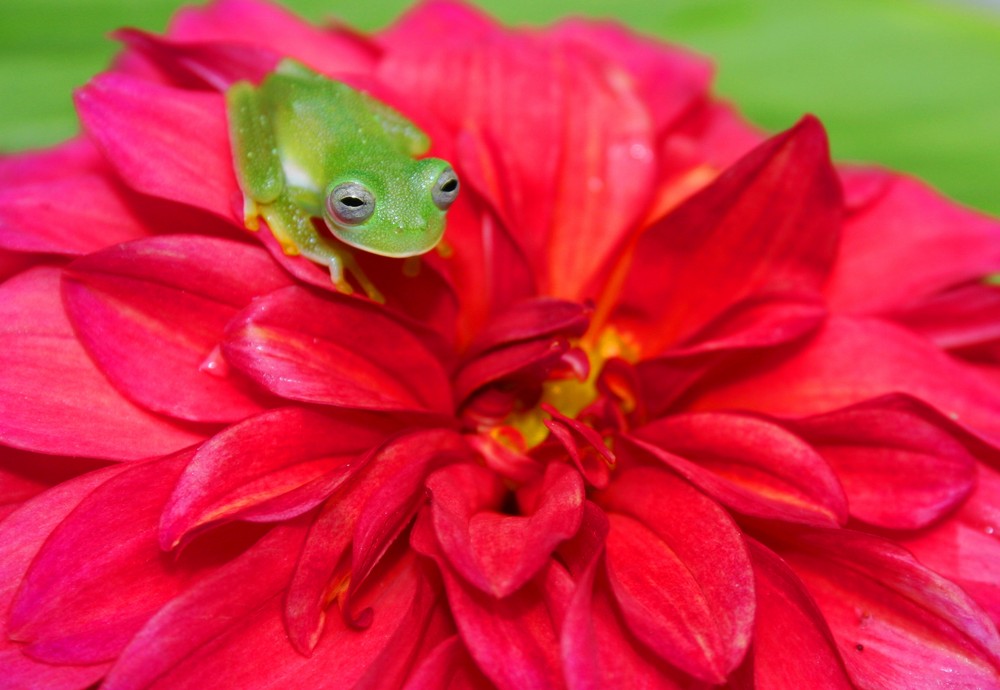 little green glasfrog on red flower