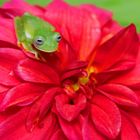 little green glasfrog on red flower