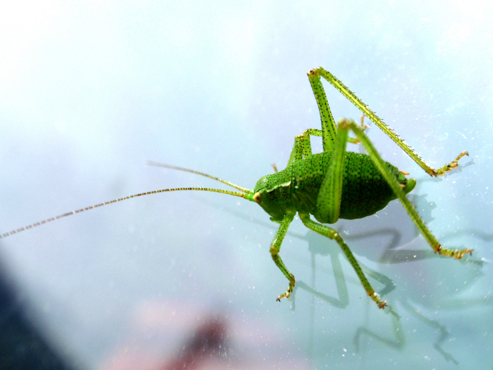 little green grashopper