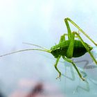 little green grashopper