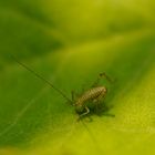 Little green grasshopper