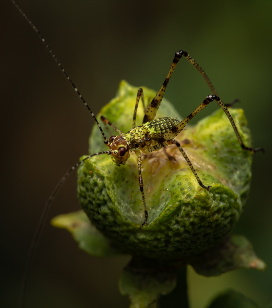 Little green prince