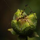 Little green prince
