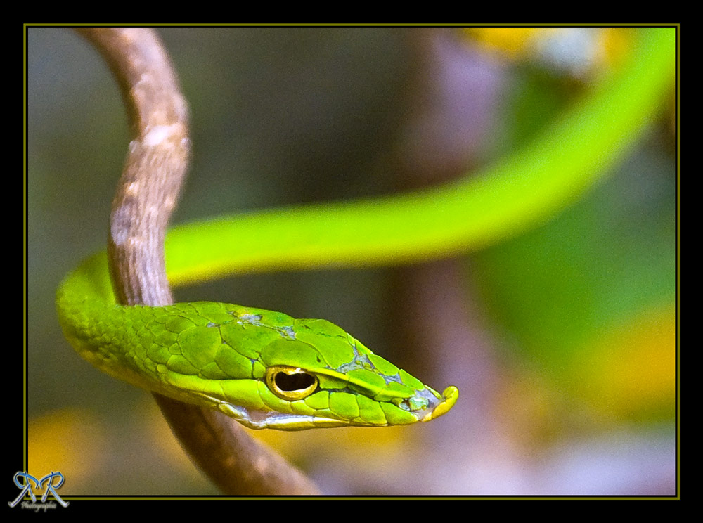 little green snake