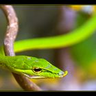 little green snake