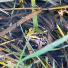 little greeny guckt zum abschied