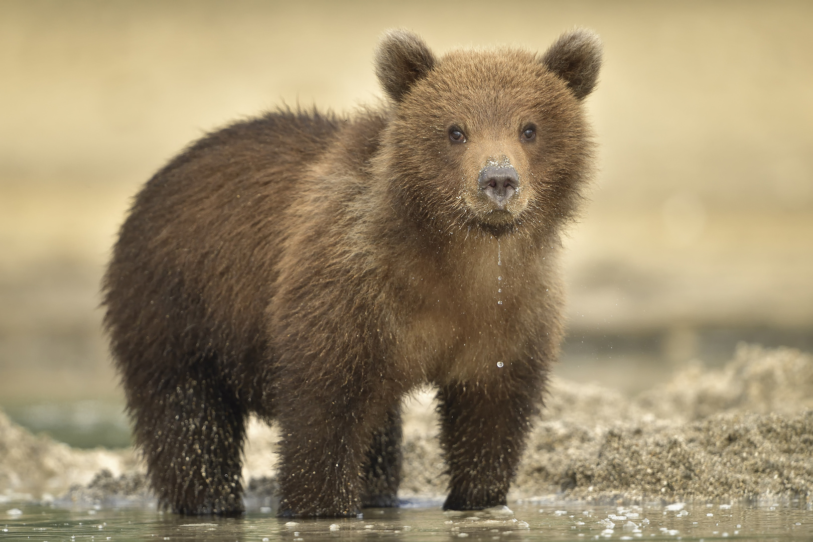 little grizzly