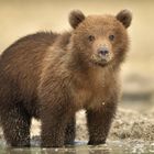 little grizzly
