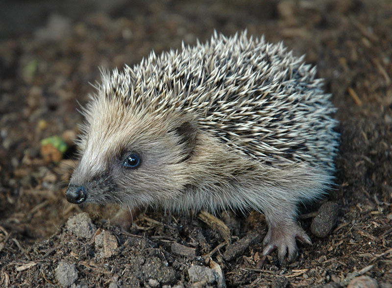 little hedgehog