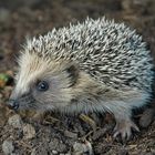 little hedgehog