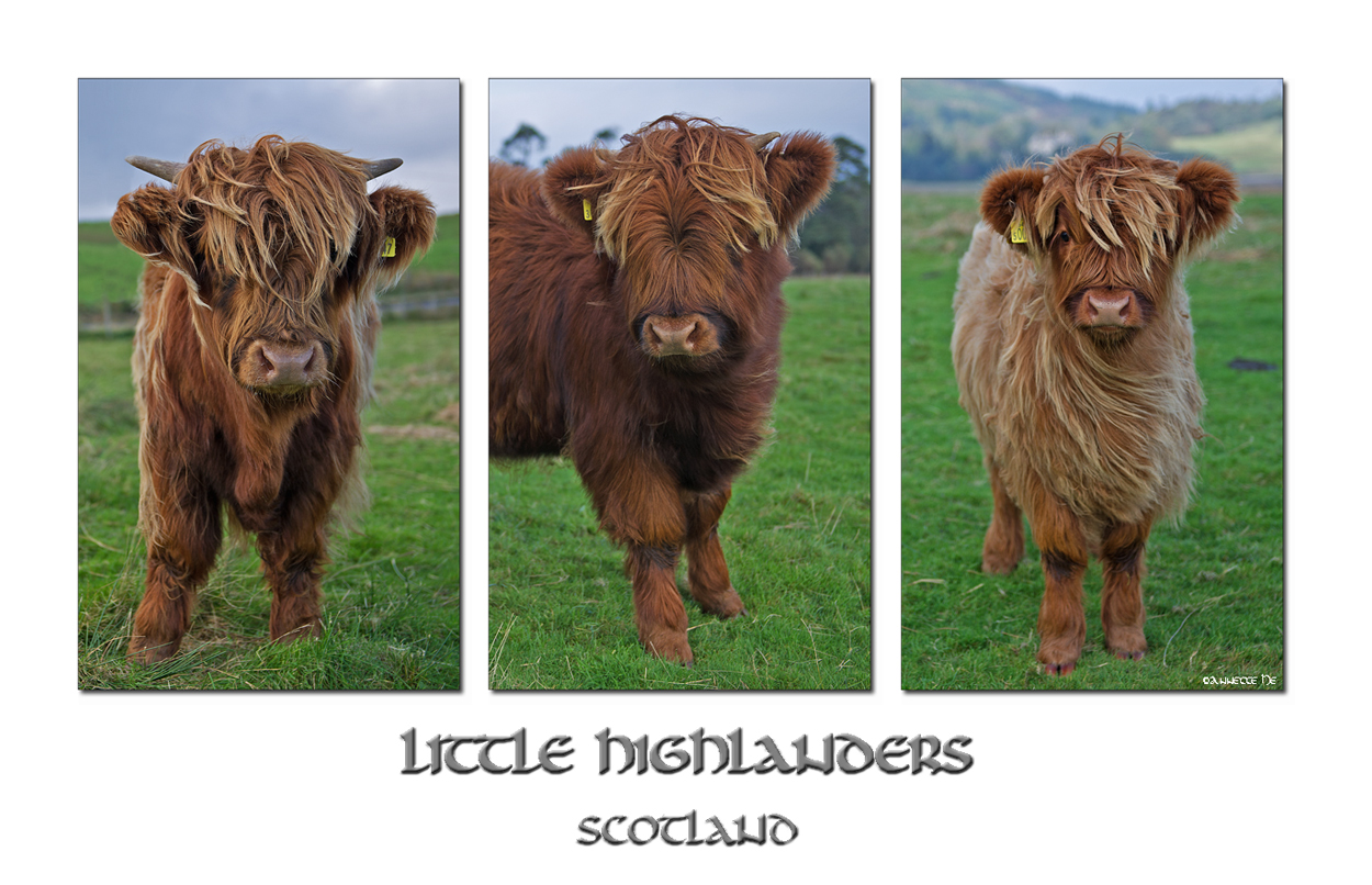 Little Highlanders