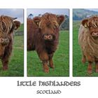 Little Highlanders