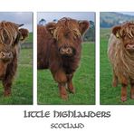 Little Highlanders