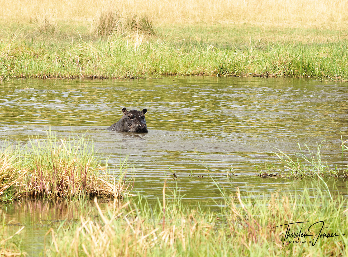 Little Hippo 