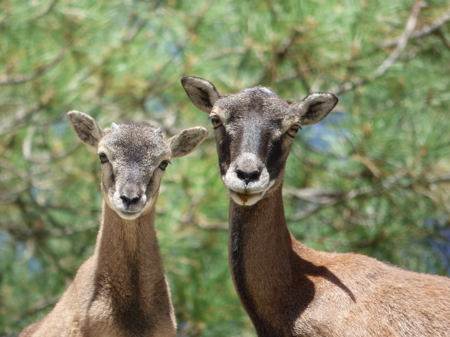 Little horns