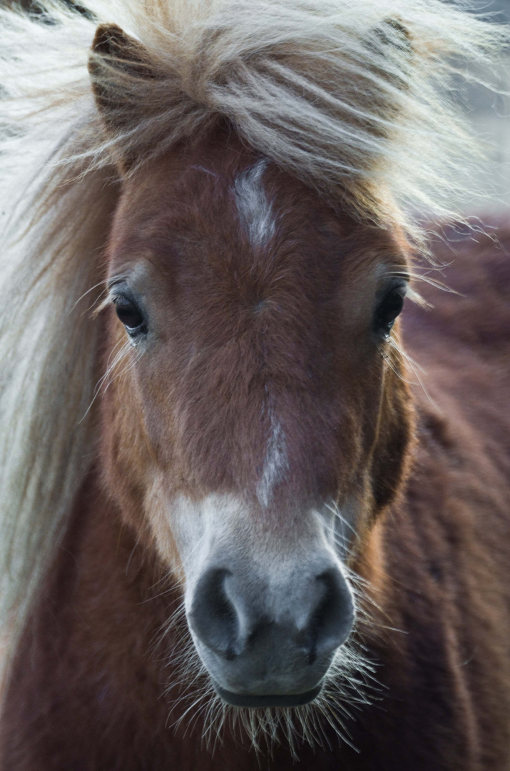 Little Horse Portrait