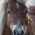 Little Horse Portrait