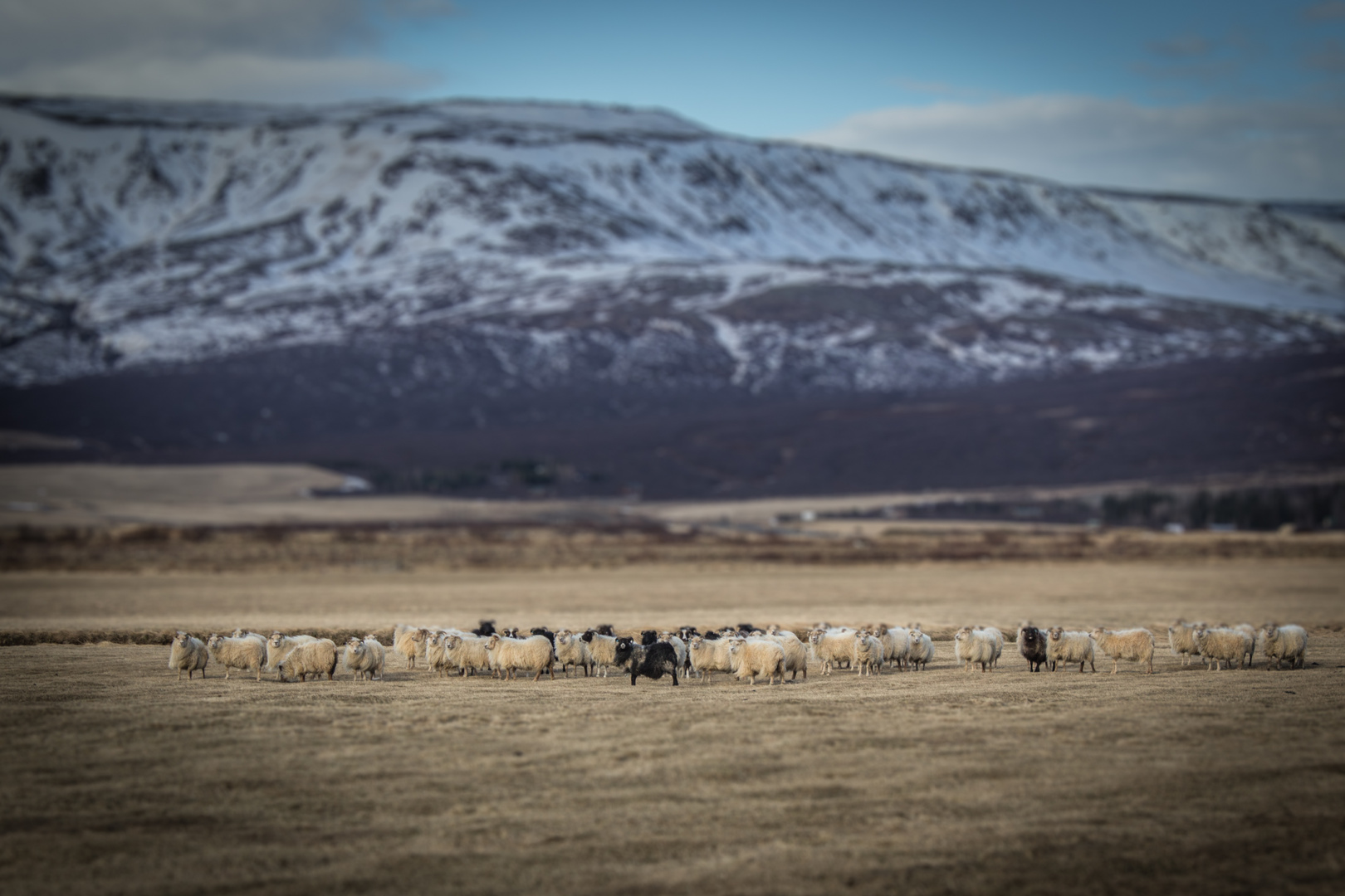 Little Iceland - Islandschafe