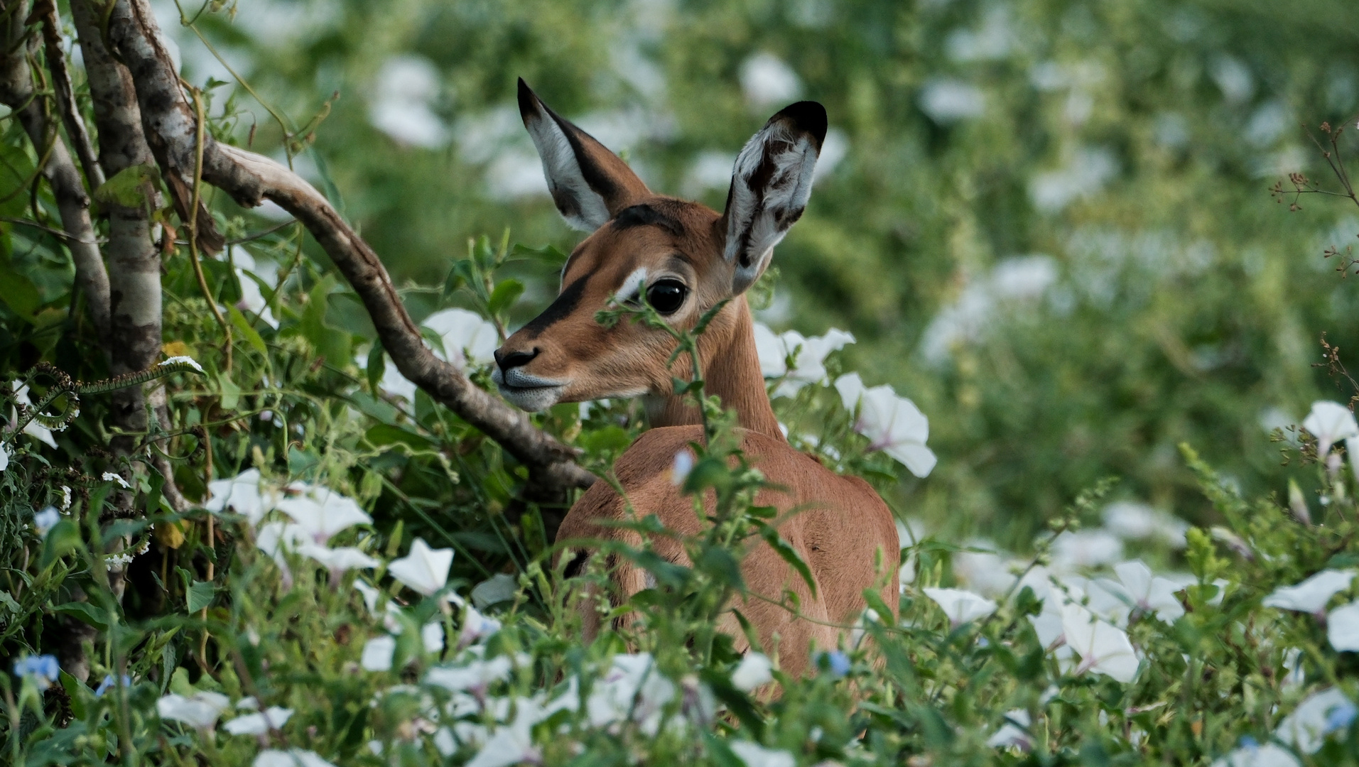 Little Impala Beauty.