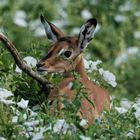 Little Impala Beauty.