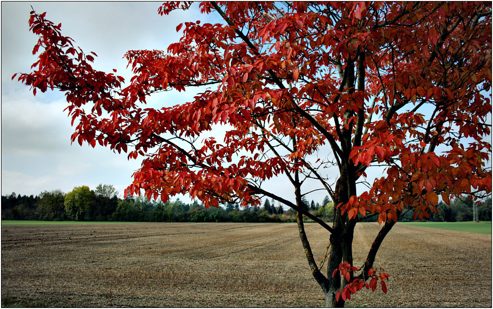 Little indian summer