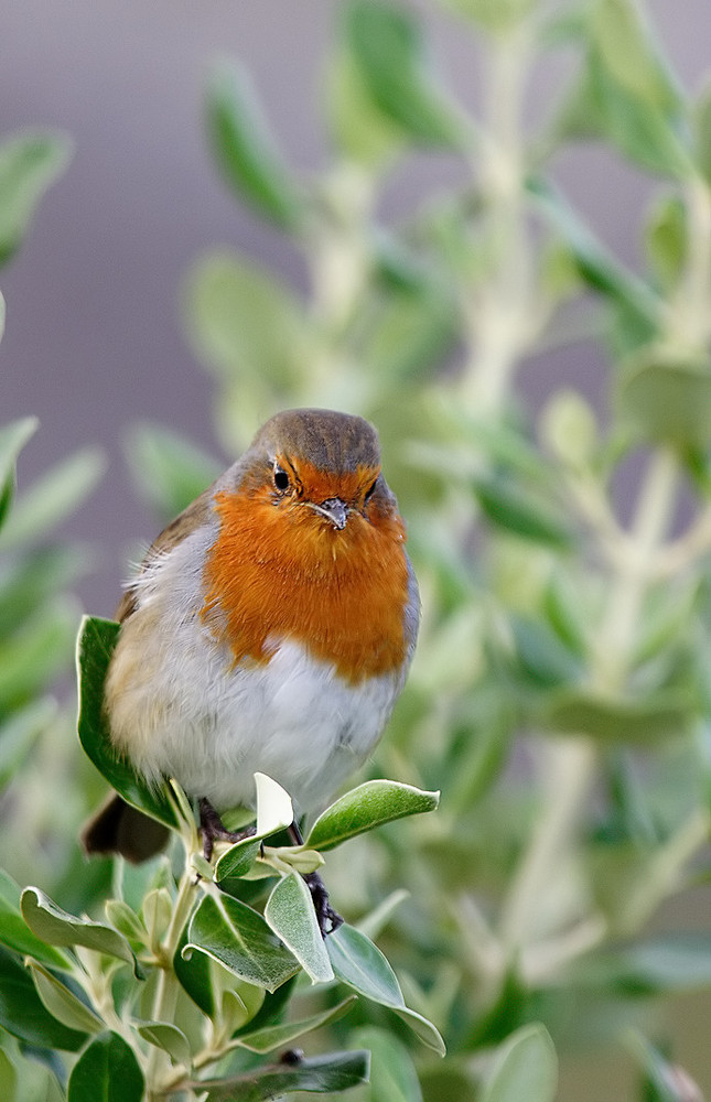 little irish Robin