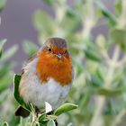 little irish Robin