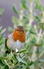 little irish Robin