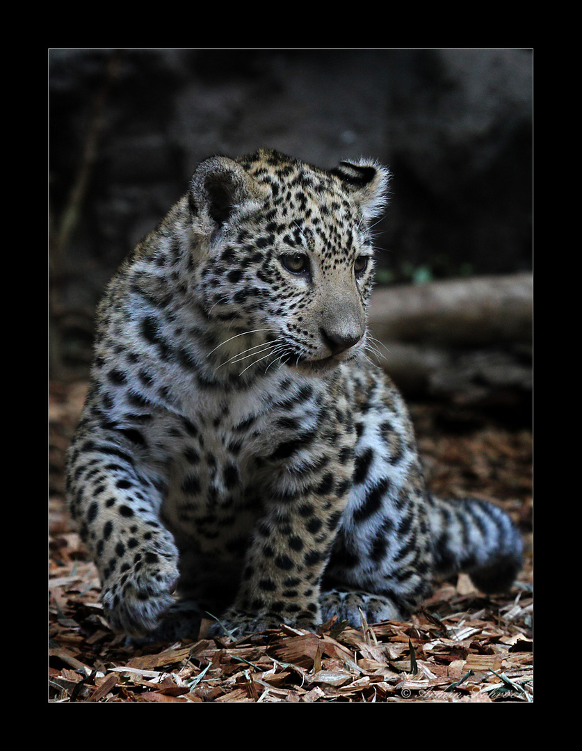 Little Jaguar