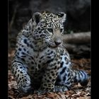 Little Jaguar