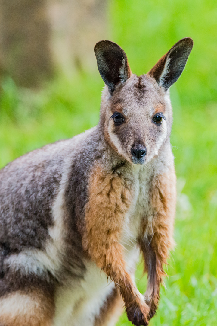 Little Kangoroo