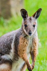 Little Kangoroo