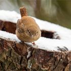 little king auf der Baumscheibe  .....