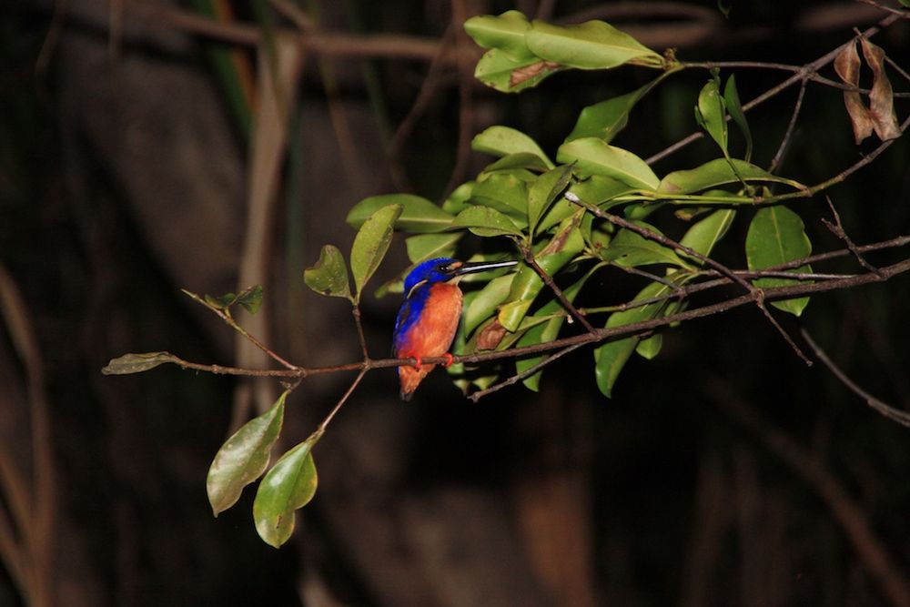 Little Kingfisher