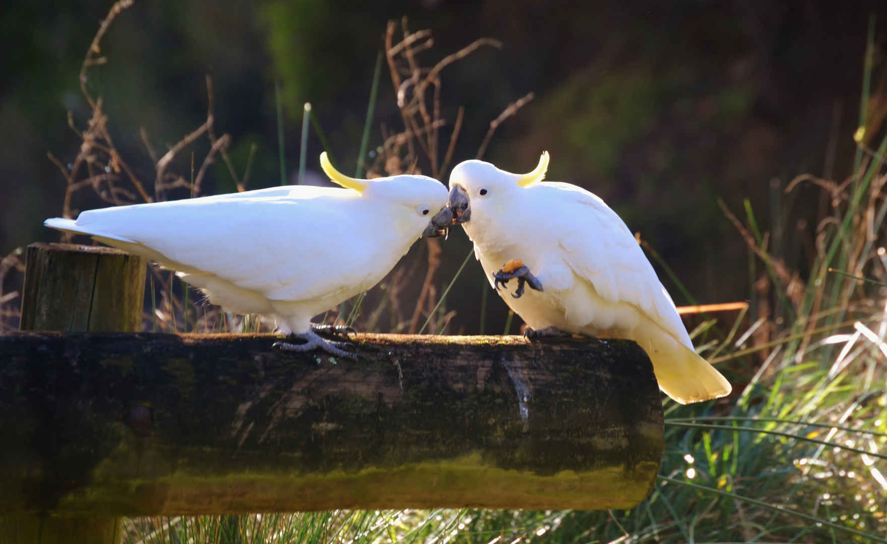 Little Kiss