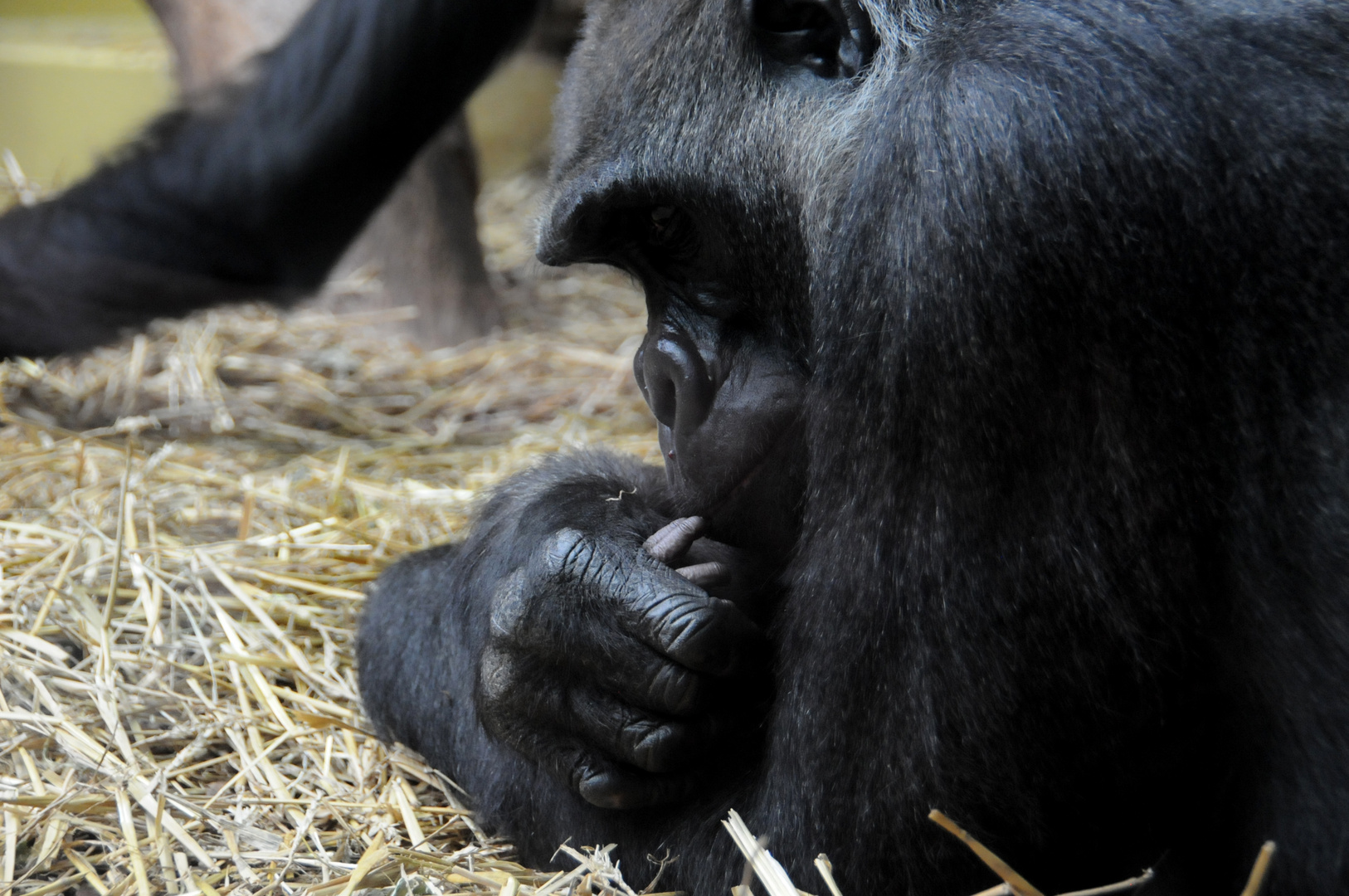 Little Kiss