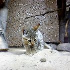 Little Kitten IV