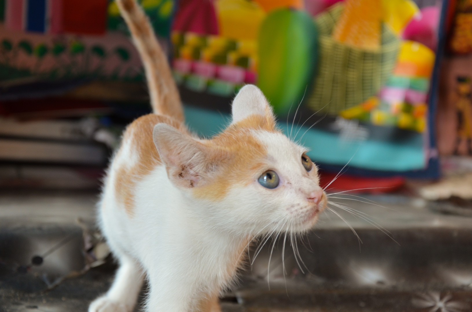 Little kitty in a shop - Panama