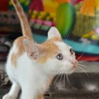 Little kitty in a shop - Panama