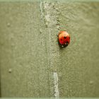 Little Ladybird