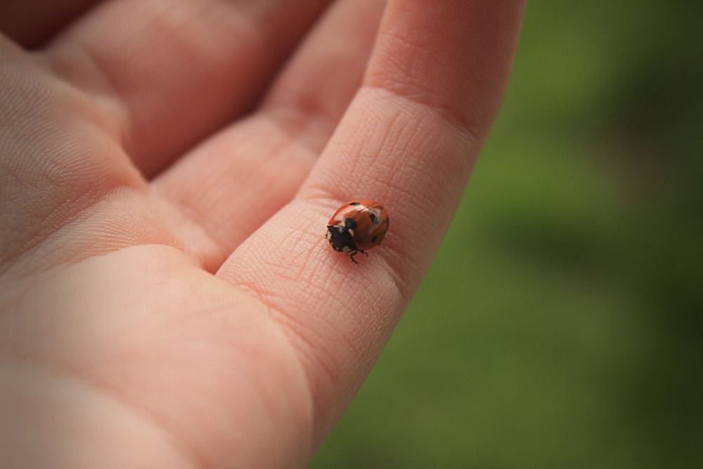 little ladybug 2!