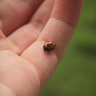 little ladybug 2!