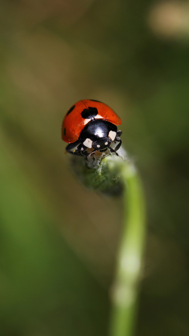 little ladybug