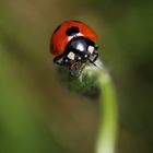 little ladybug