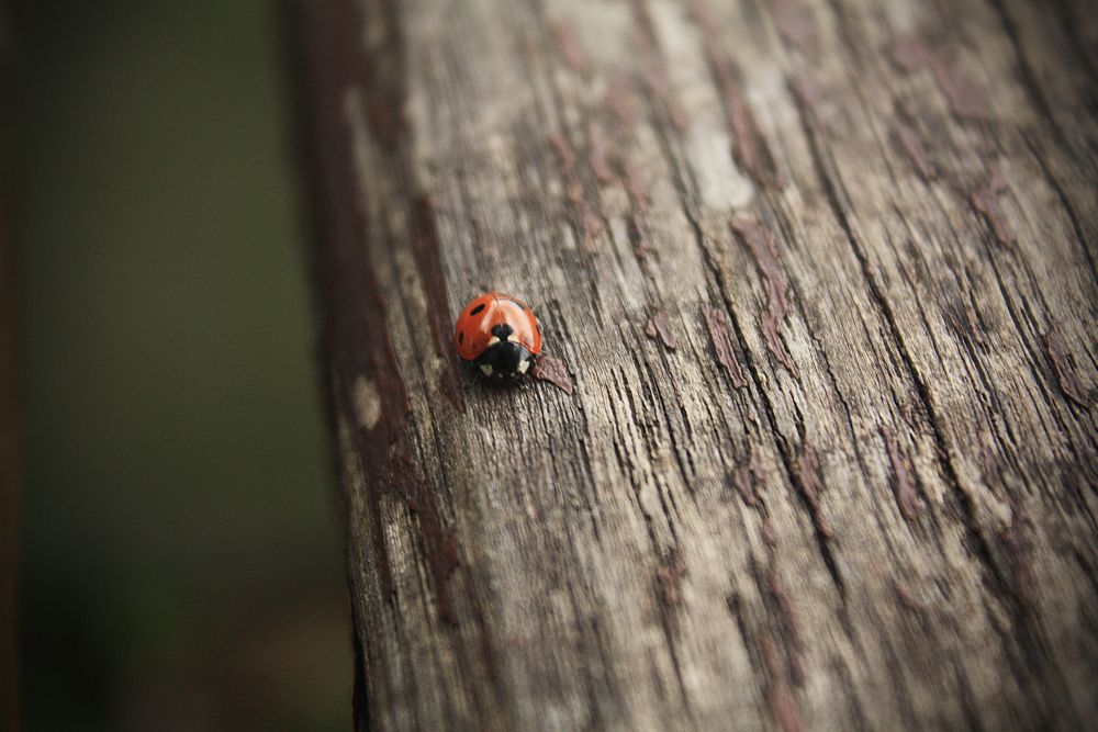 little ladybug