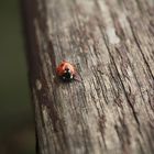 little ladybug