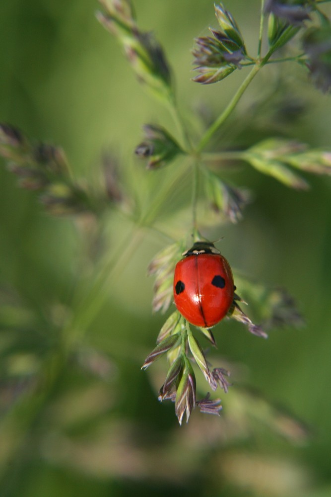 little ladybug von Gin Art